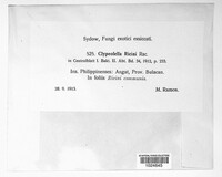 Image of Clypeolella ricini